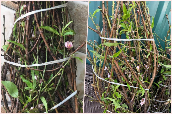 Hoa lê, hoa đào trái vụ sốt xình xịch, khách không ngại chi tiền triệu mua chơi - 5