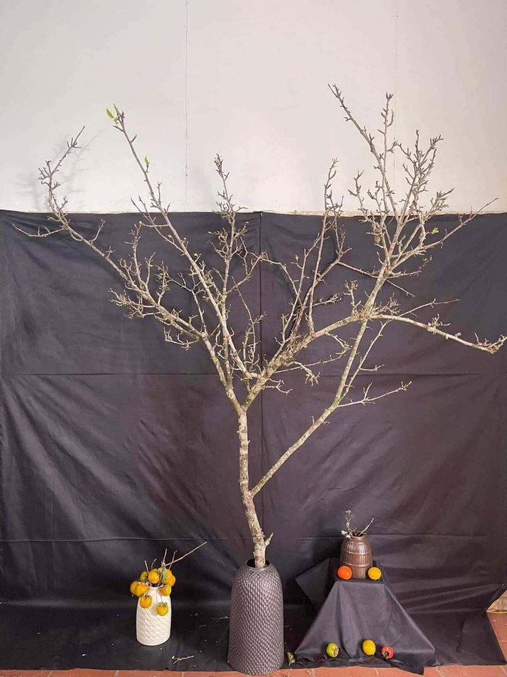 Hoa lê, hoa đào trái vụ sốt xình xịch, khách không ngại chi tiền triệu mua chơi - 1