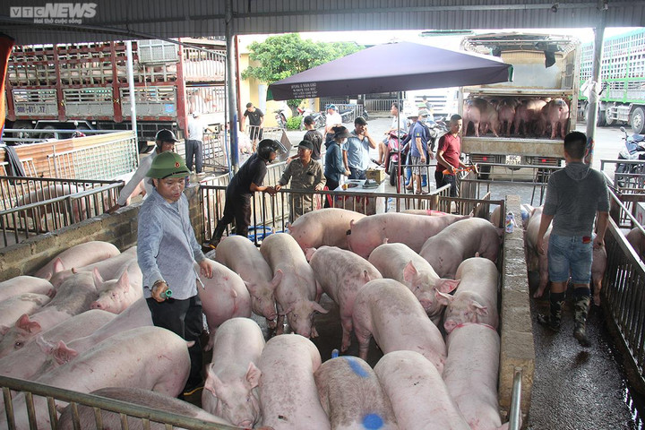 Giá heo hơi hôm nay 15/9: Tiếp tục giảm 1.000 - 4.000 đồng/kg - 1