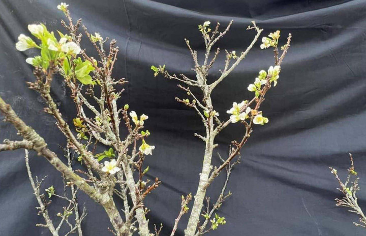 Hoa lê, hoa đào trái vụ sốt xình xịch, khách không ngại chi tiền triệu mua chơi - 2