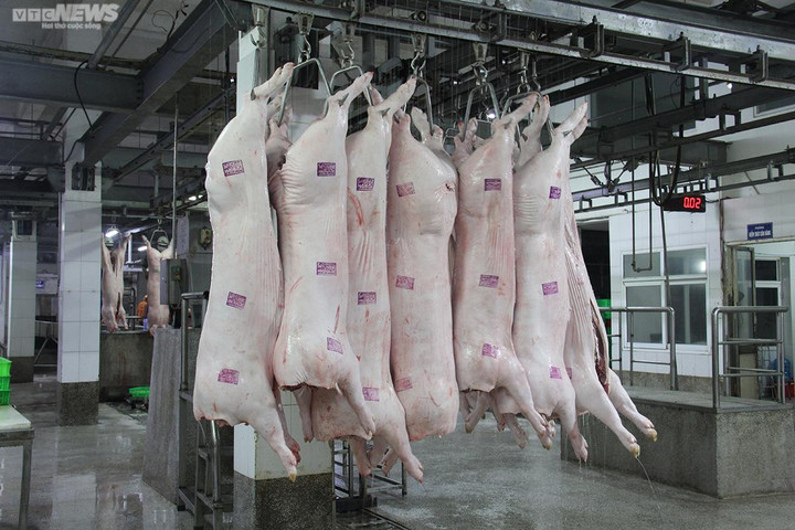 Giá heo hơi hôm nay 16/9: Biến động trái chiều ở hai miền Nam - Bắc - 1