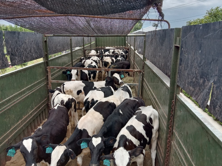 Thilogi cung ứng dịch vụ vận chuyển gia súc chuyên nghiệp - 5