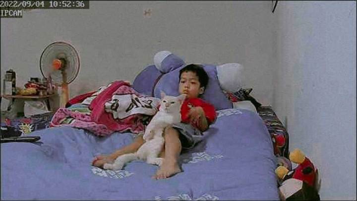 Mua mèo về để con trai ‘cai’ tivi, mẹ ngã ngửa khi thấy kết quả qua camera - 1