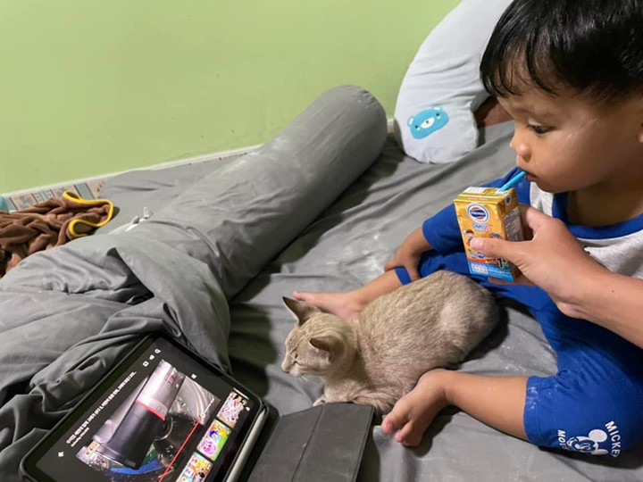 Mua mèo về để con trai ‘cai’ tivi, mẹ ngã ngửa khi thấy kết quả qua camera - 3