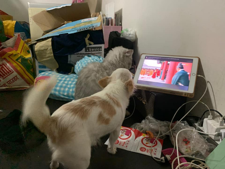 Mua mèo về để con trai ‘cai’ tivi, mẹ ngã ngửa khi thấy kết quả qua camera - 2