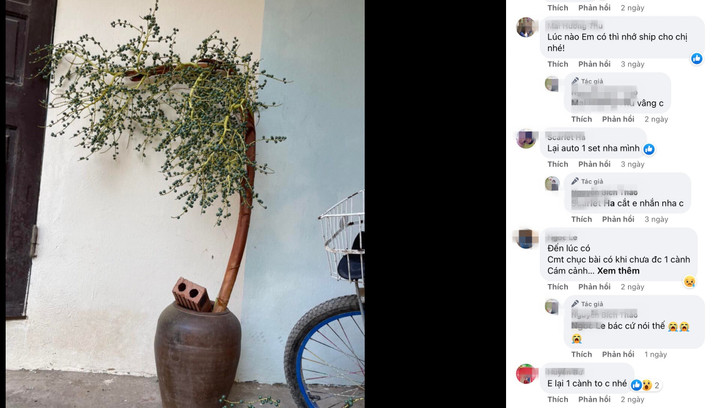 Khách thích trưng đồ độc lạ, cành cọ, cành thanh long bỗng chốc hút hàng - 1