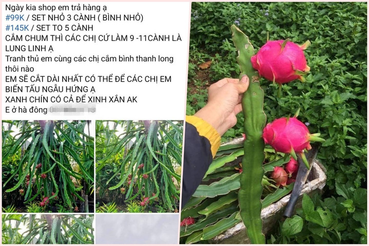 Khách thích trưng đồ độc lạ, cành cọ, cành thanh long bỗng chốc hút hàng - 3