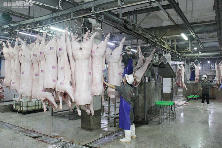 Giá heo hơi hôm nay 18/9: Tiếp tục giảm ở nhiều địa phương - 1