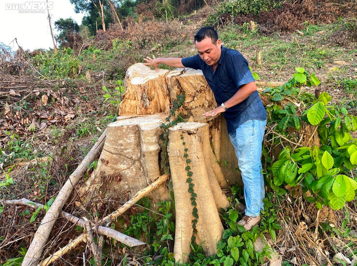 Rừng Sơn Hội (Phú Yên) vẫn ‘chảy máu’ từng ngày: Trách nhiệm thuộc về UBND xã - 1