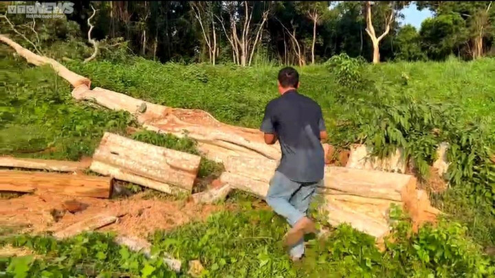 Rừng Sơn Hội (Phú Yên) vẫn ‘chảy máu’ từng ngày: Trách nhiệm thuộc về UBND xã - 2