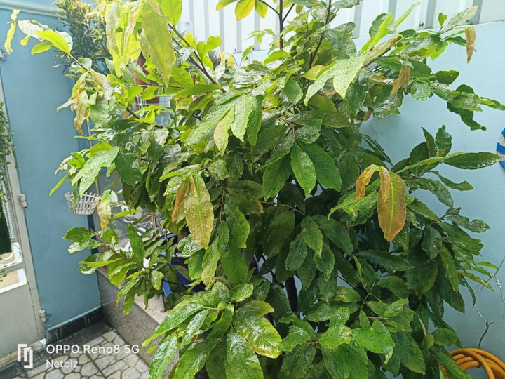 Đánh giá Oppo Reno8 5G: Trợ thủ đắc lực cho người mê 'sống ảo' - 7