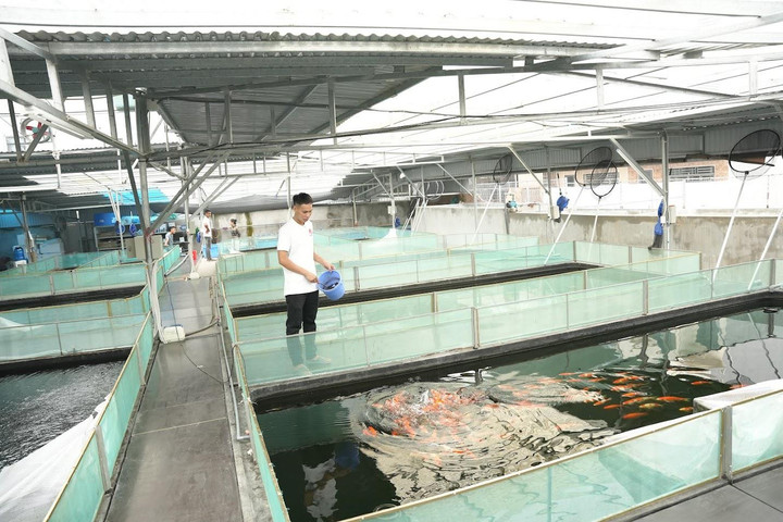 Ishi Koi Farm - hỗ trợ người chơi cá Koi nguồn giống thuần chủng Nhật Bản - 3