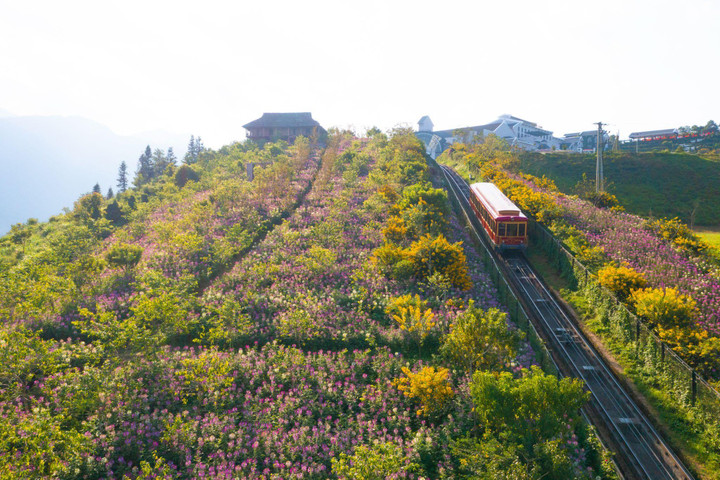 Đến Fansipan thu này, ngỡ như lạc giữa những thảo nguyên hoa - 1