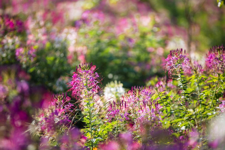 Đến Fansipan thu này, ngỡ như lạc giữa những thảo nguyên hoa - 3