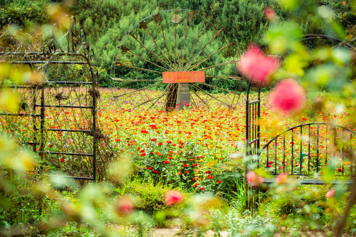 Đến Fansipan thu này, ngỡ như lạc giữa những thảo nguyên hoa - 4