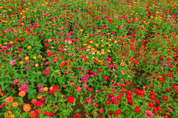 Đến Fansipan thu này, ngỡ như lạc giữa những thảo nguyên hoa - 5