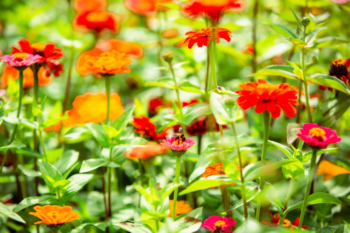 Đến Fansipan thu này, ngỡ như lạc giữa những thảo nguyên hoa - 6