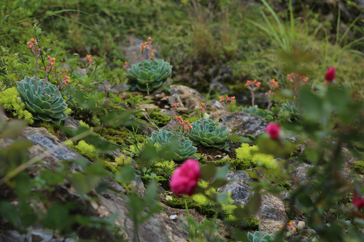 Đến Fansipan thu này, ngỡ như lạc giữa những thảo nguyên hoa - 7