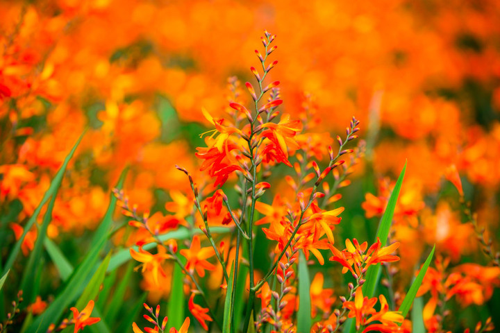 Đến Fansipan thu này, ngỡ như lạc giữa những thảo nguyên hoa - 11