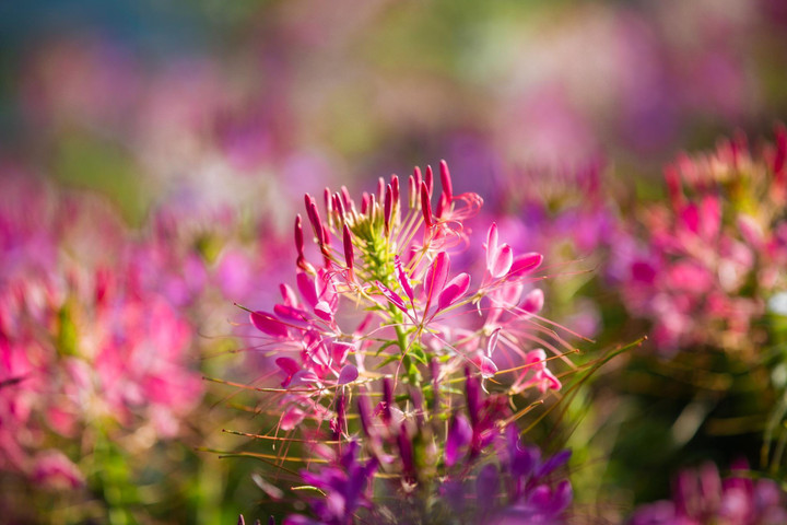 Đến Fansipan thu này, ngỡ như lạc giữa những thảo nguyên hoa - 12