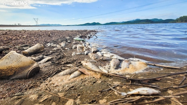 Bất ngờ nguyên nhân khiến cá tự nhiên chết hàng loạt tại hồ Bộc Nguyên - 1