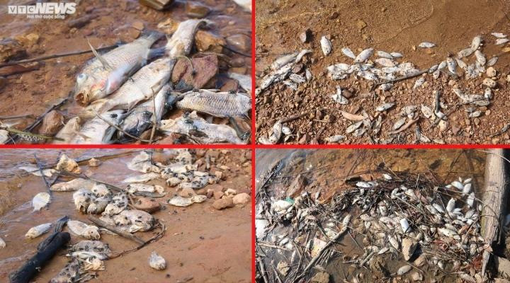 Bất ngờ nguyên nhân khiến cá tự nhiên chết hàng loạt tại hồ Bộc Nguyên - 2