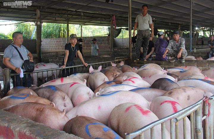 Giá heo hơi hôm nay 21/9: Ổn định trên cả nước - 1