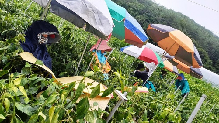 Xuất ngoại làm nông dân - 1