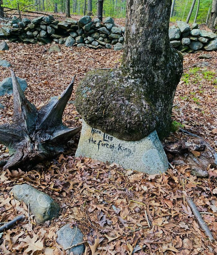 Kinh ngạc trước khả năng 'nuốt chửng' cả thế giới của các gốc cây 'bất ổn' - 4