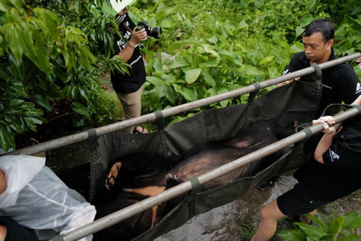 Cứu hộ gấu ngựa sau 17 năm nuôi nhốt ở Nam Định - 2