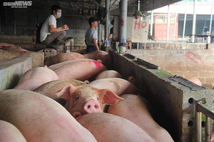 Giá heo hơi hôm nay 23/9: Tiếp tục giảm 1.000 - 5.000 đồng/kg - 1