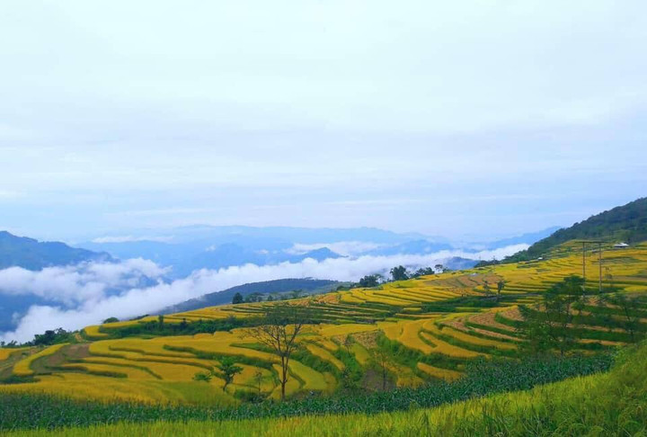 Tọa độ ngắm ruộng bậc thang đẹp rực rỡ và đầy thanh bình ở Tuyên Quang - 7