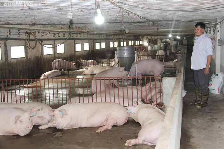 Giá heo hơi hôm nay 25/9: Tiếp tục giảm 1.000 đồng/kg tại nhiều nơi - 2