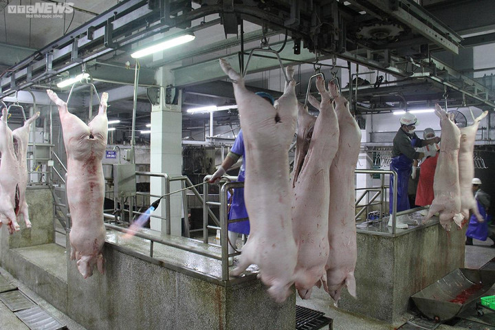 Giá heo hơi hôm nay 25/9: Tiếp tục giảm 1.000 đồng/kg tại nhiều nơi - 1