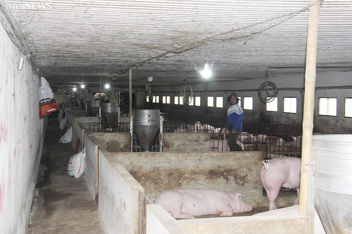 Giá heo hơi hôm nay 26/9: Xu hướng giảm vẫn kéo dài trong tuần tới? - 2