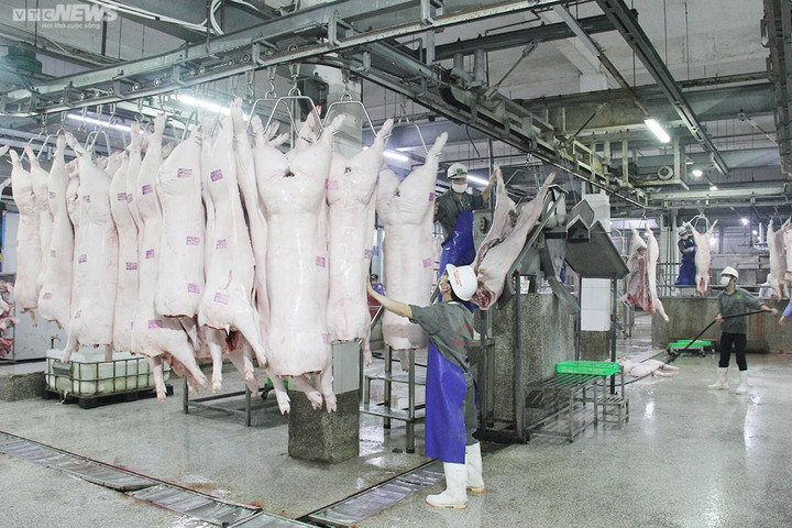 Giá heo hơi hôm nay 26/9: Xu hướng giảm vẫn kéo dài trong tuần tới? - 1