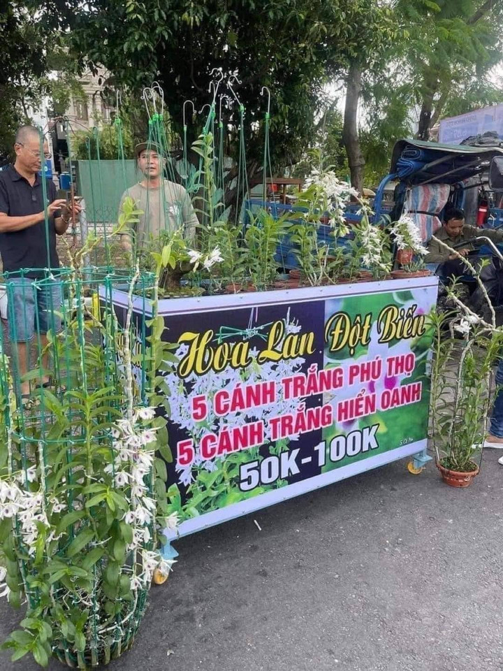 Lan đột biến hết thời, bị rao bán rẻ như rau từ chợ mạng đến vỉa hè - 2