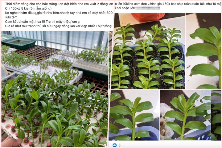 Lan đột biến hết thời, bị rao bán rẻ như rau từ chợ mạng đến vỉa hè - 1