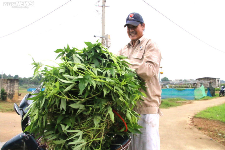 Nông dân vựa rau lớn nhất Đà Nẵng tất bật thu hoạch chạy siêu bão Noru sắp đổ bộ - 5