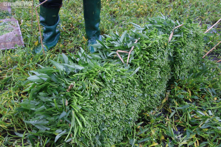 Nông dân vựa rau lớn nhất Đà Nẵng tất bật thu hoạch chạy siêu bão Noru sắp đổ bộ - 3