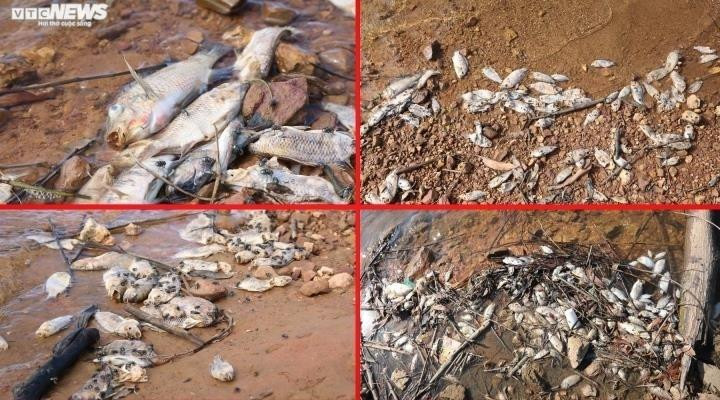 Hà Tĩnh: Siết chặt công tác kiểm tra, giám sát việc thả cá phóng sinh - 2