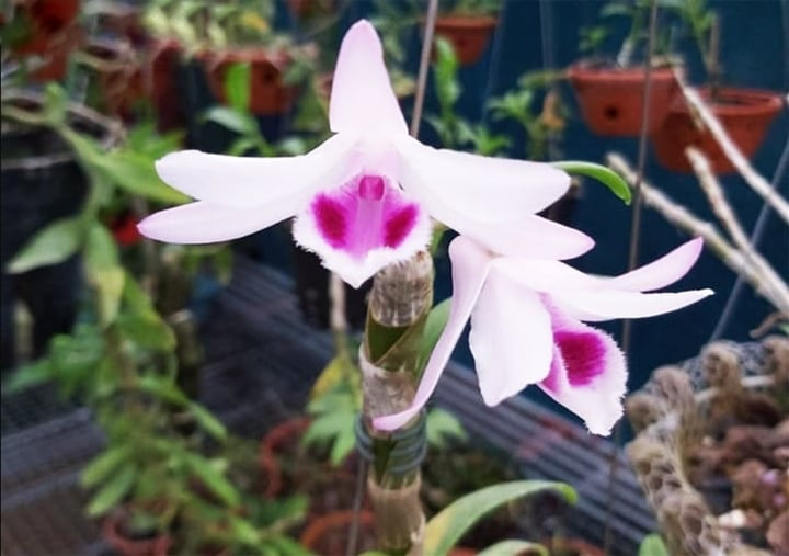 Lan đột biến hết thời, rẻ như rau: Người từng dốc tiền tỷ chơi hoa nói gì? - 1