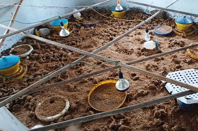 Lũ về bất ngờ, chủ trang trại khóc ròng nhìn 6.500 con gà chết chất đống - 3