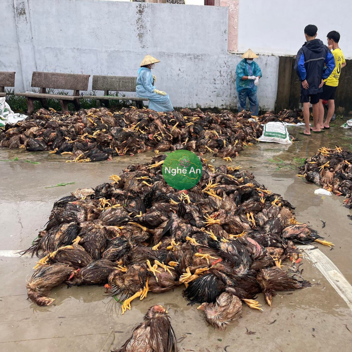 Lũ về bất ngờ, chủ trang trại khóc ròng nhìn 6.500 con gà chết chất đống - 1