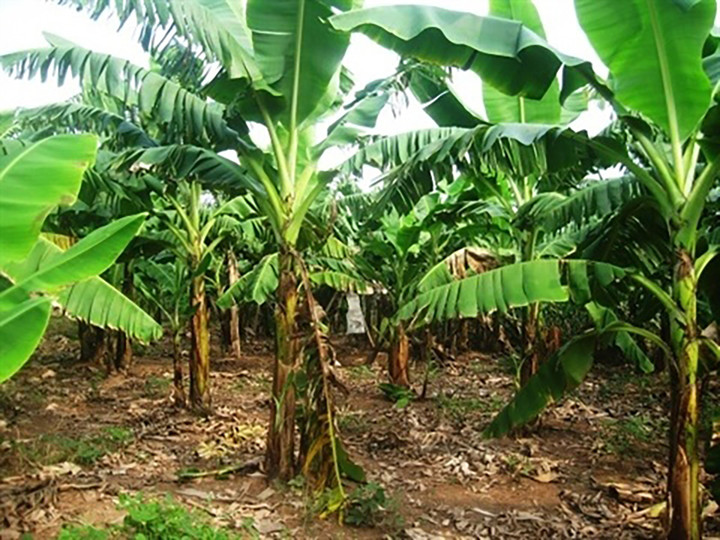 Thi thể cụ bà chôn trong vườn chuối ở Thái Bình: Không có tác động ngoại lực - 1