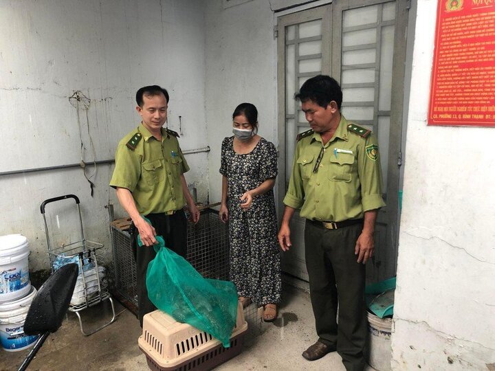 Kỳ đà hoa quý hiếm bò vào nhà dân ở TP.HCM - 1