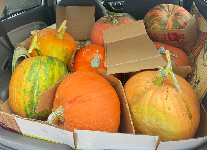 Bí ngô Halloween: 7,5 triệu đồng một quả khổng lồ - 1