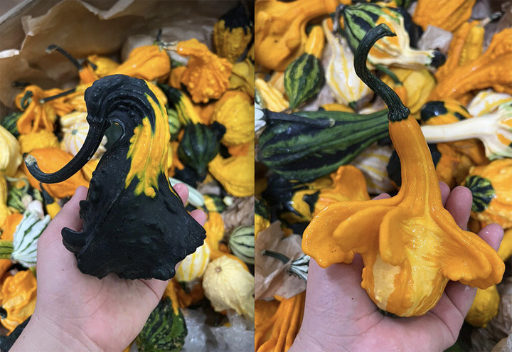 Bí ngô Halloween: 7,5 triệu đồng một quả khổng lồ - 2