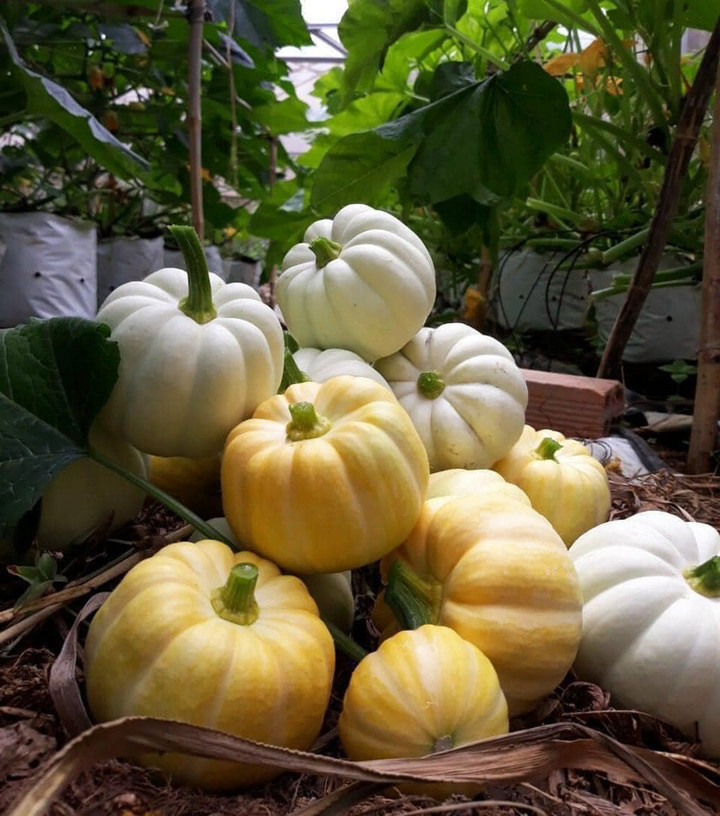 Bí ngô Halloween: 7,5 triệu đồng một quả khổng lồ - 3