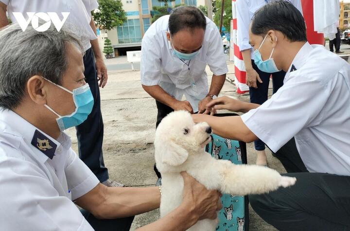 Bệnh dại bùng phát tại tỉnh Bến Tre, số ca tử vong đứng đầu cả nước - 2
